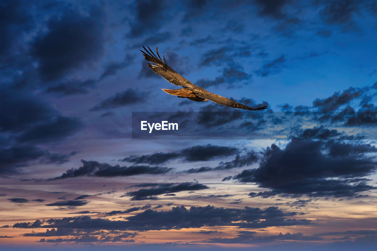 LOW ANGLE VIEW OF EAGLE FLYING AGAINST SKY AT SUNSET