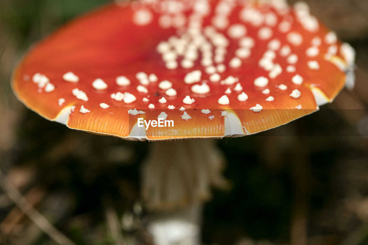 CLOSE-UP OF FLY ON MUSHROOM