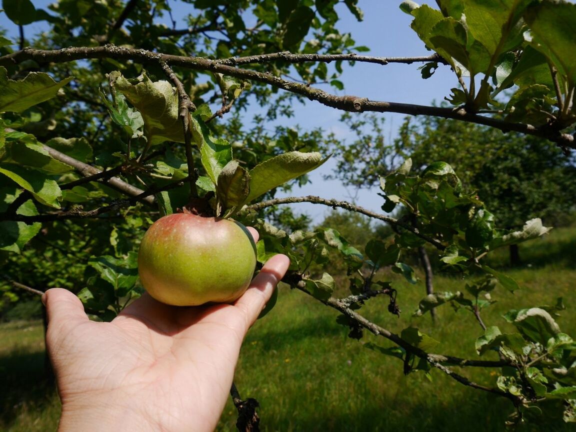 Close-up of hand holding apple on tree