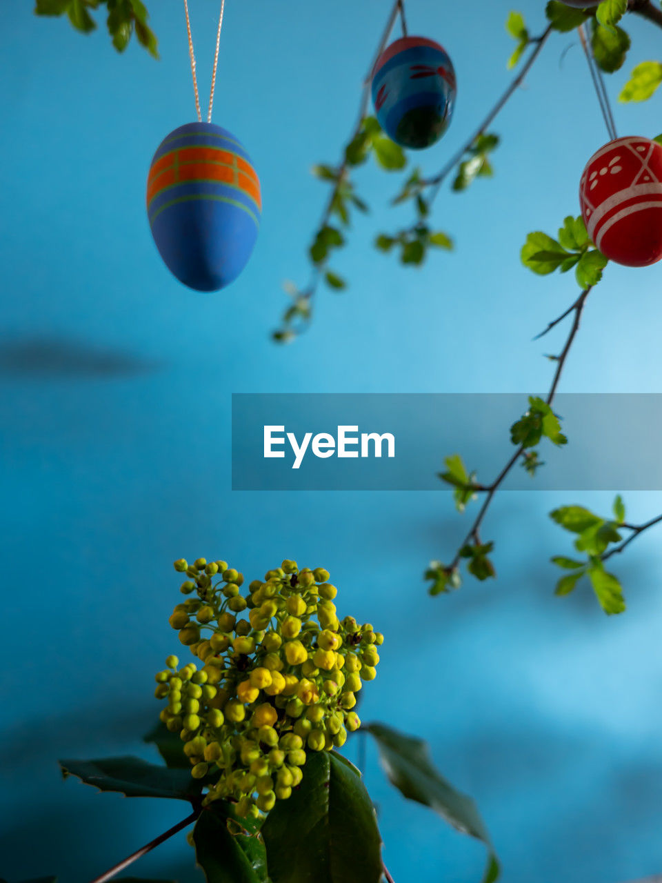 plant, flower, nature, green, yellow, blue, macro photography, leaf, hanging, no people, branch, tree, sky, beauty in nature, outdoors, freshness, food, focus on foreground, day, growth, fruit, food and drink, flowering plant, produce, blossom, sunlight, close-up, plant part, decoration