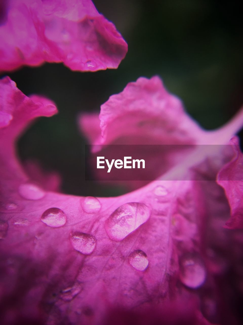 Close-up of water drops on flower