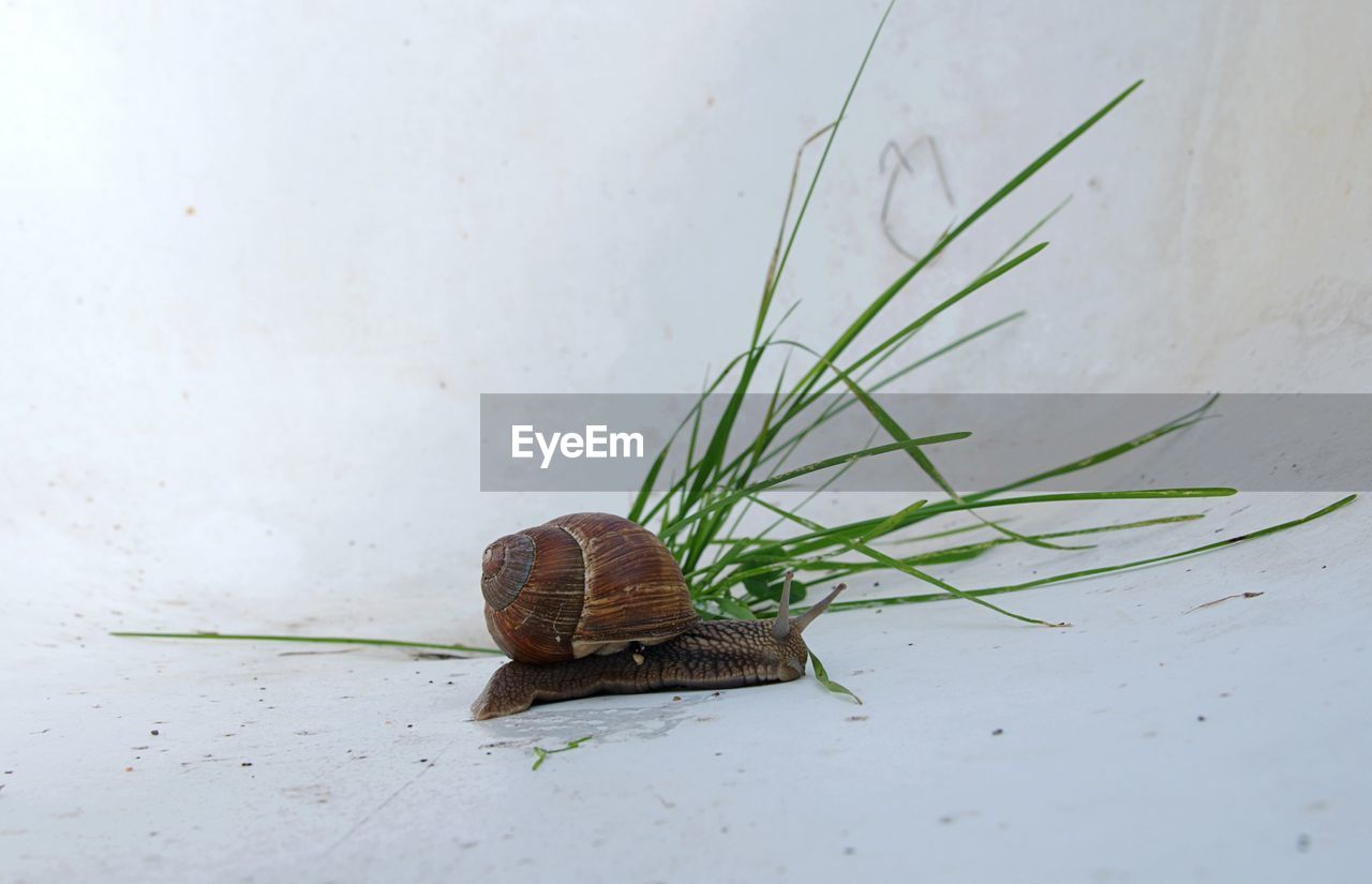 Snail by plant