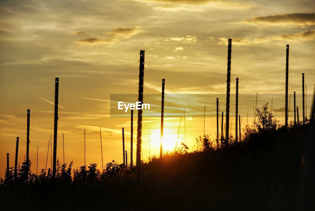 SILHOUETTE TREES AGAINST SKY AT SUNSET