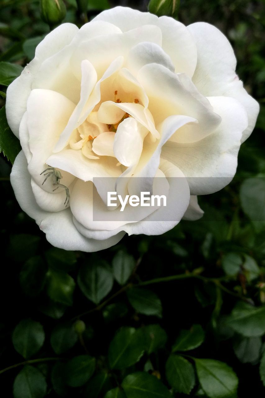 CLOSE-UP OF WHITE ROSE