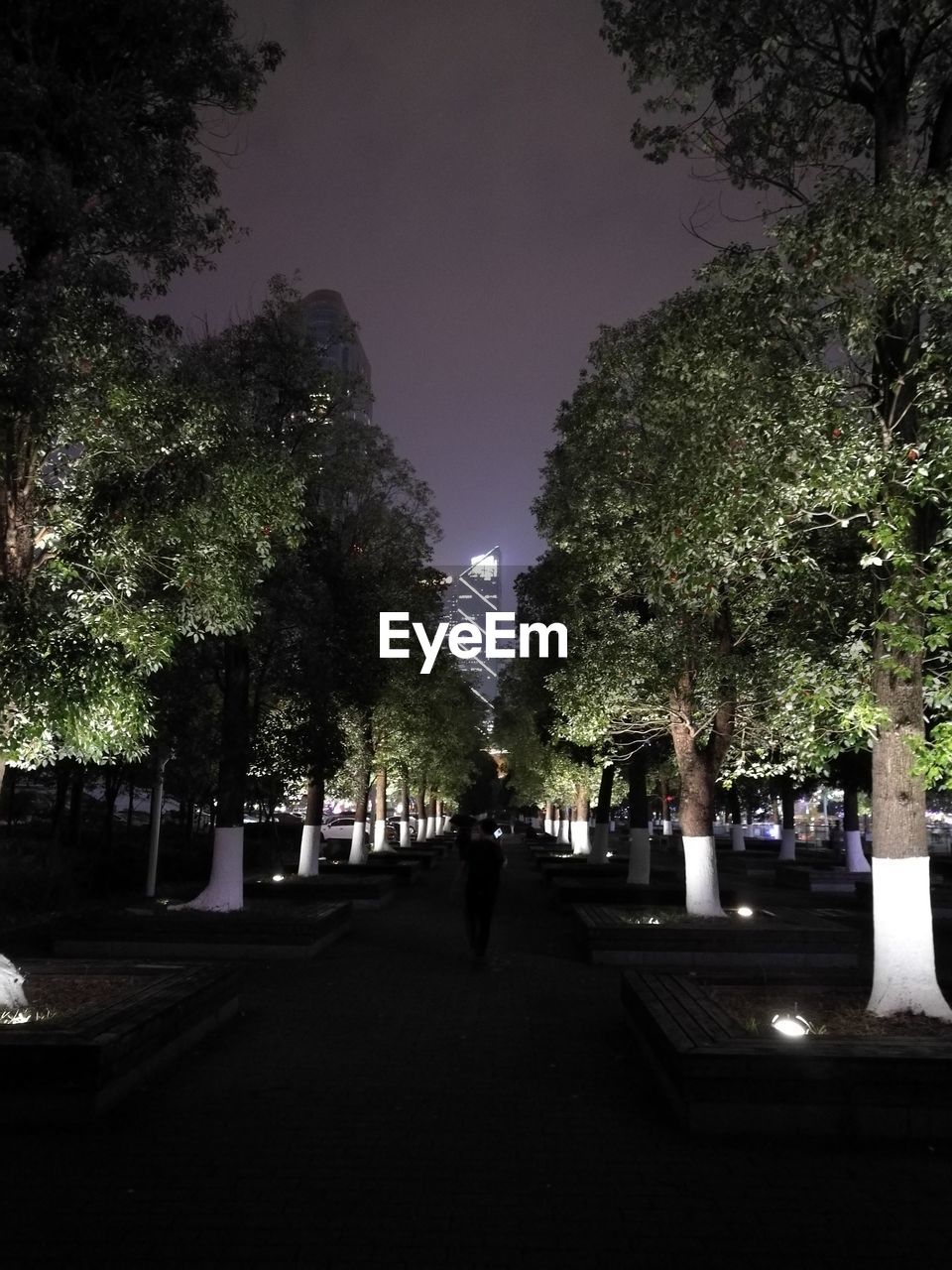 TREES IN ILLUMINATED CITY AGAINST SKY AT NIGHT