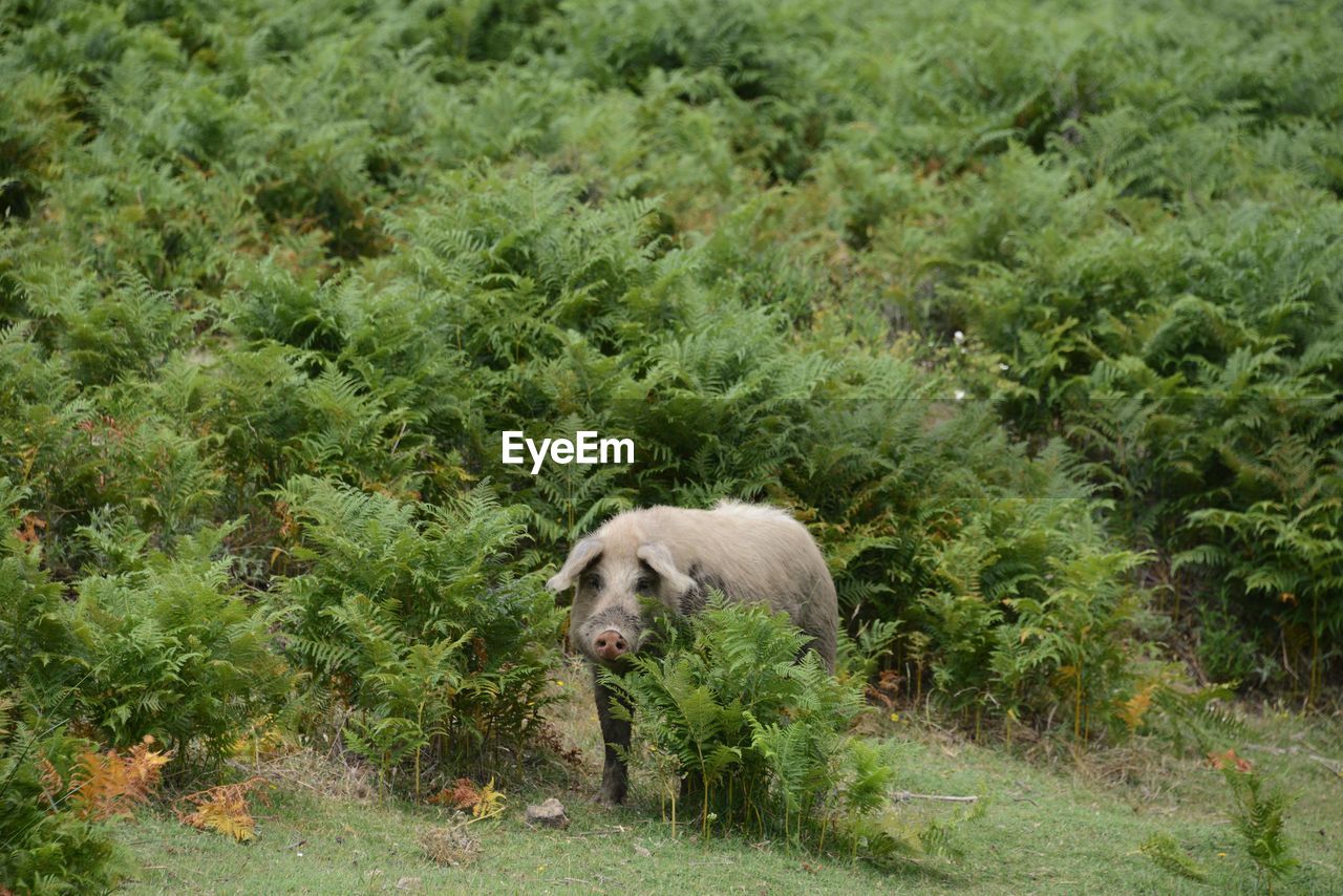 VIEW OF SHEEP IN FOREST