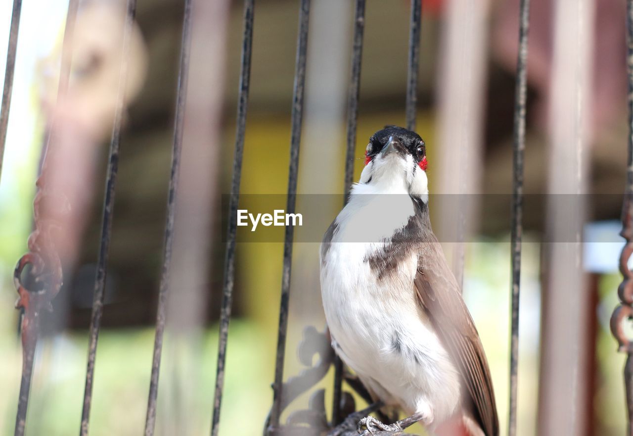 Close-up of spigot bird perching on a fence