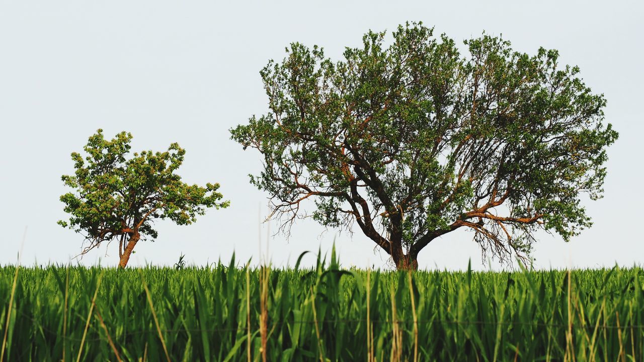 SCENIC VIEW OF FARM AGAINST SKY