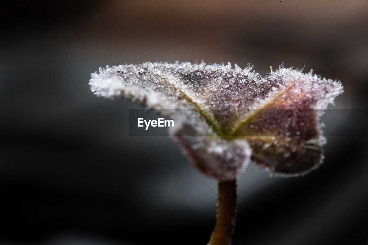 Close-up of snow on plant