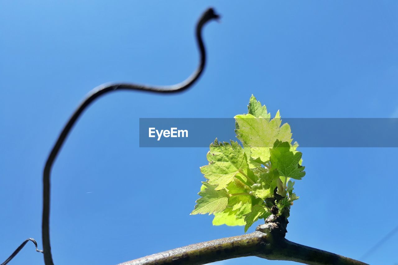 CLOSE-UP OF FRESH GREEN PLANT AGAINST BLUE SKY