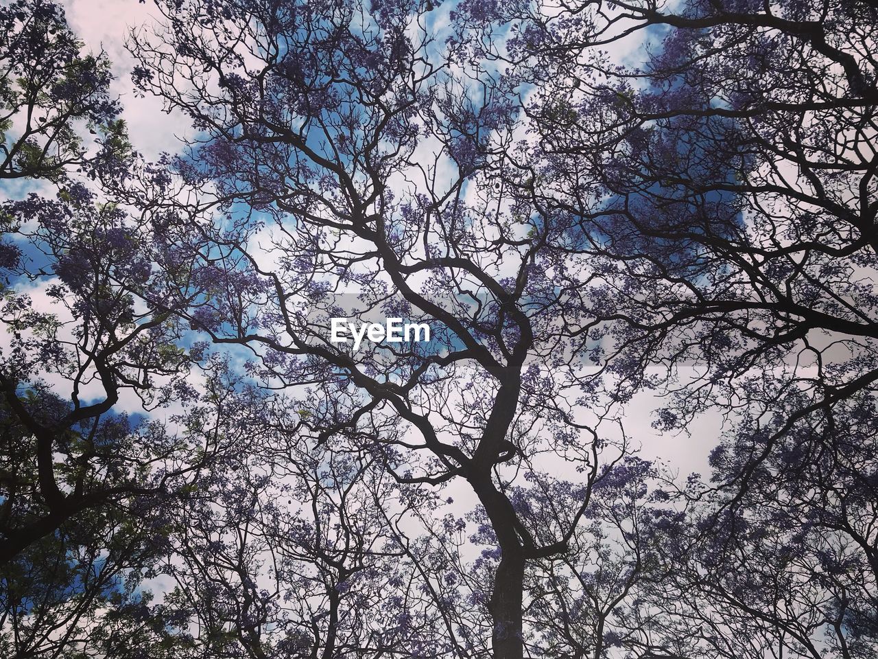 LOW ANGLE VIEW OF FLOWERING TREES AGAINST SKY