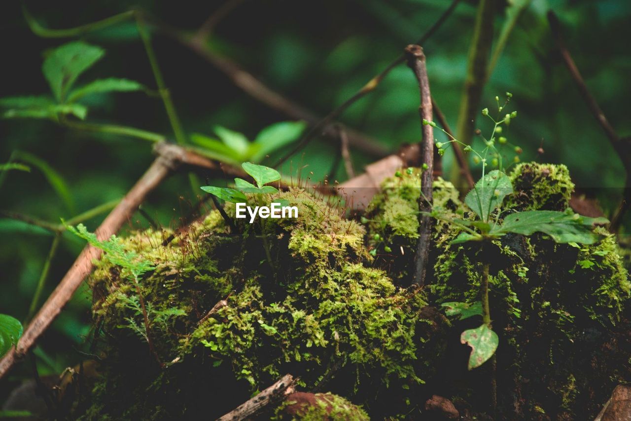 CLOSE-UP OF LICHEN GROWING ON TREE IN FOREST