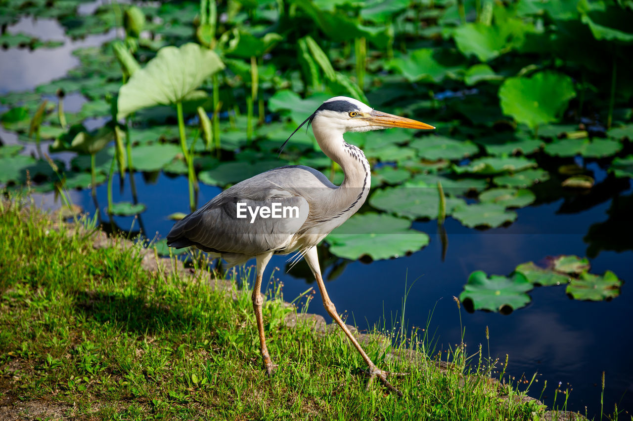 A great blue heron is walking by the water of a pond by fukuoka castle ruins, fukuoka, japan