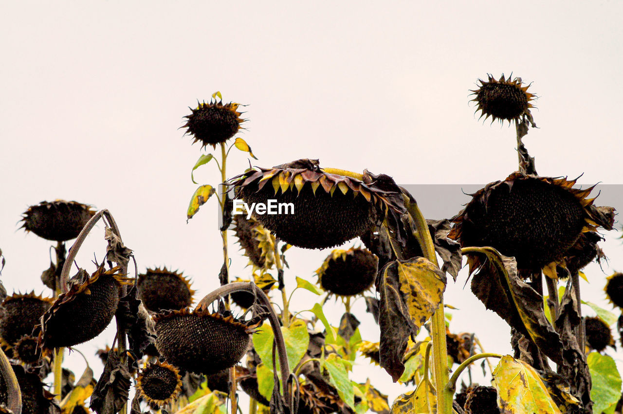 plant, flower, sunflower, nature, flowering plant, growth, no people, sky, beauty in nature, freshness, day, outdoors, flower head, yellow, fragility, leaf, low angle view