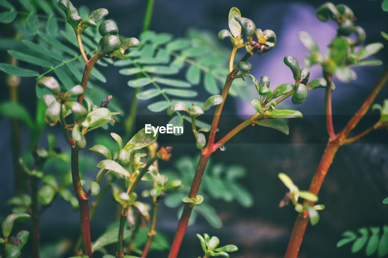 CLOSE-UP OF FRESH GREEN LEAVES WITH FLOWERS