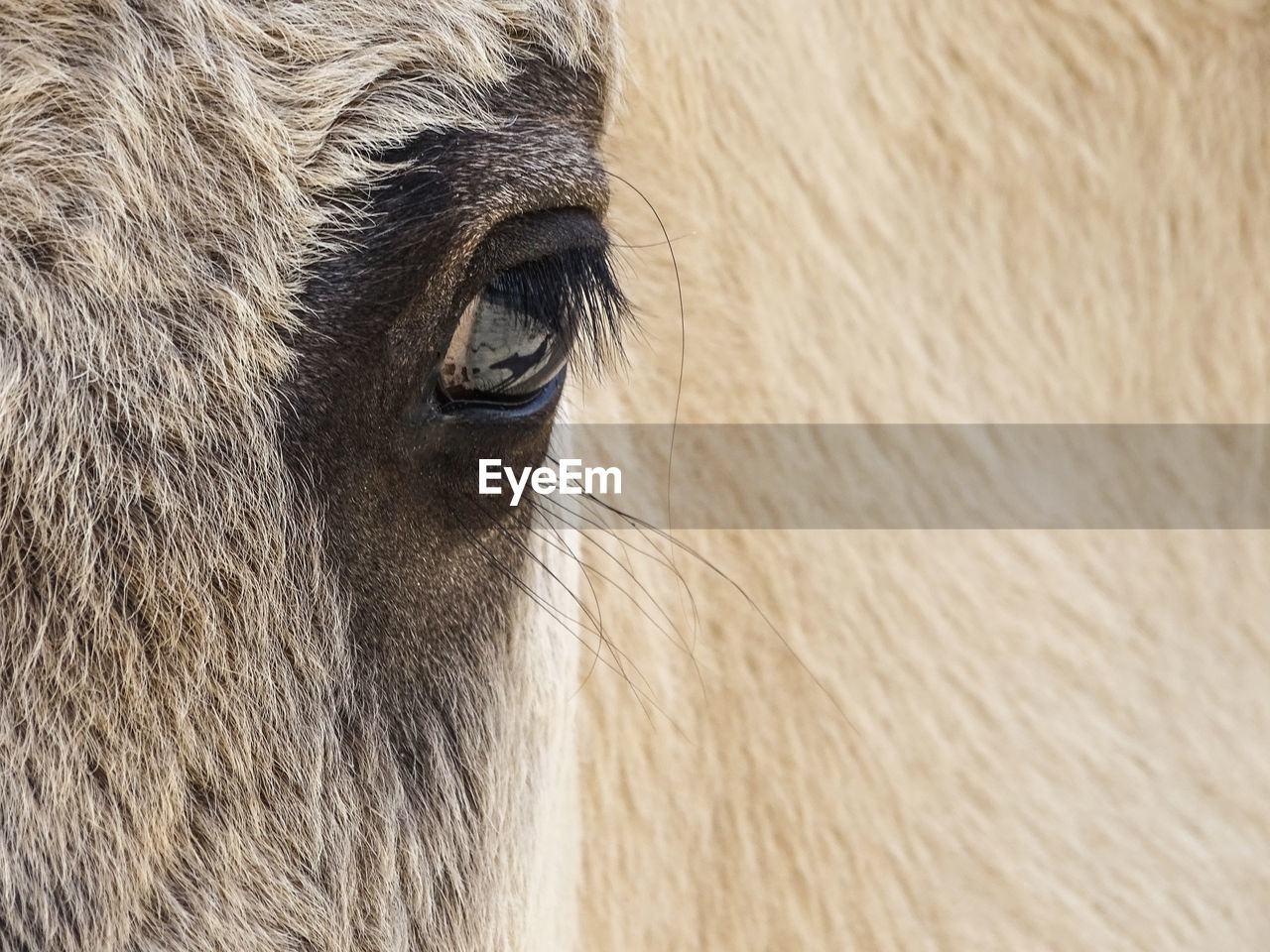 Close up eye of a horse