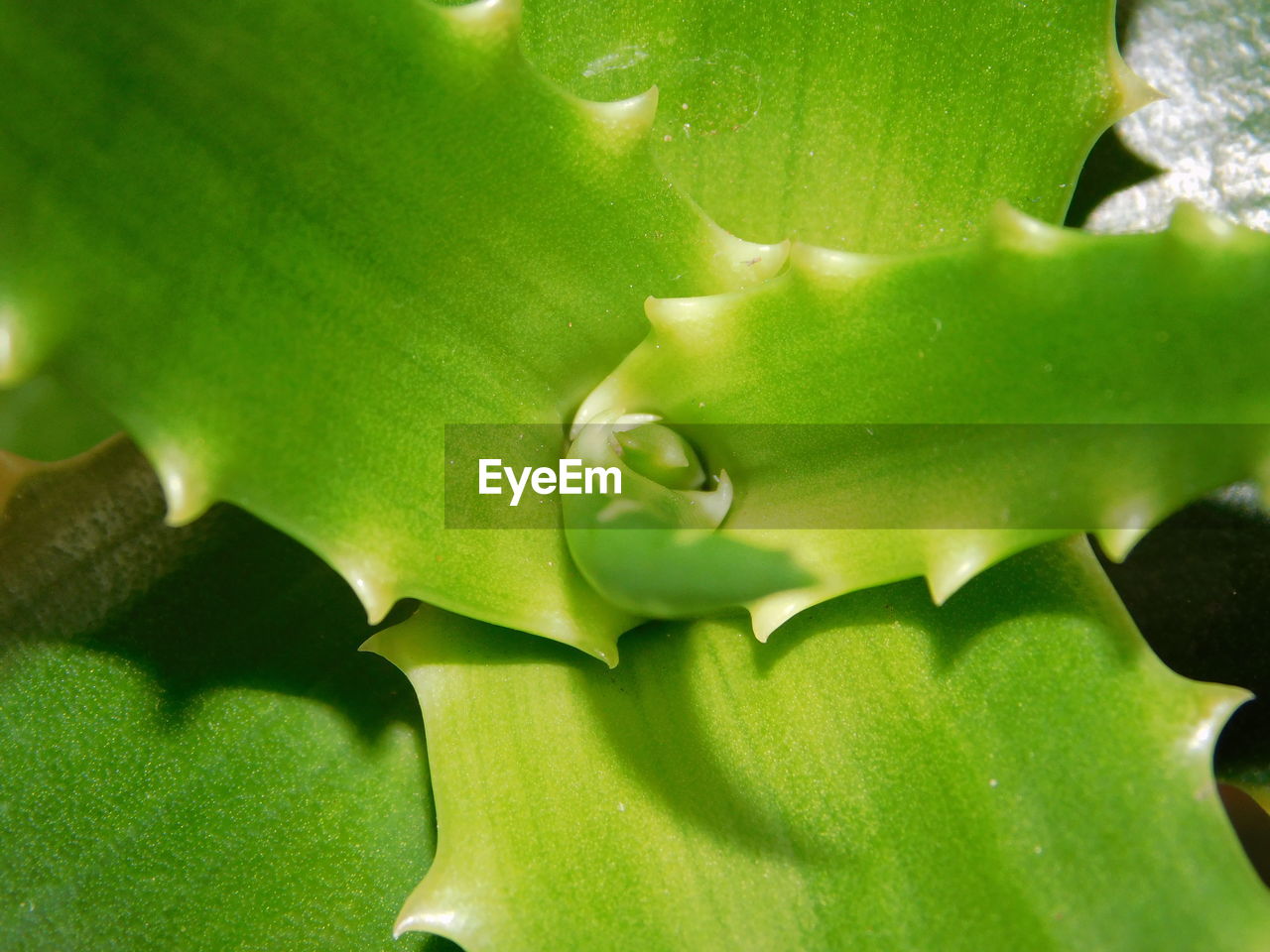 FULL FRAME SHOT OF LEAF