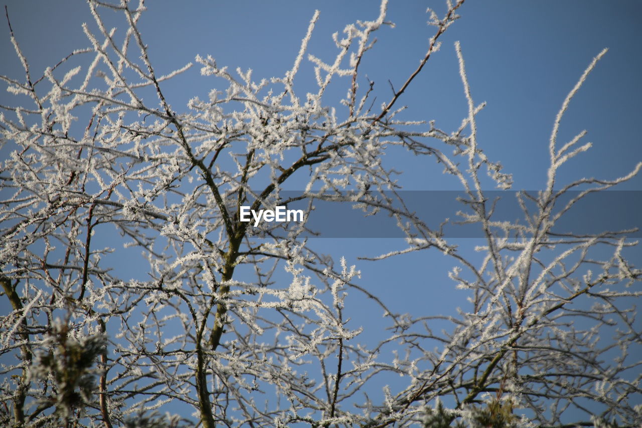 LOW ANGLE VIEW OF CHERRY TREE AGAINST CLEAR BLUE SKY