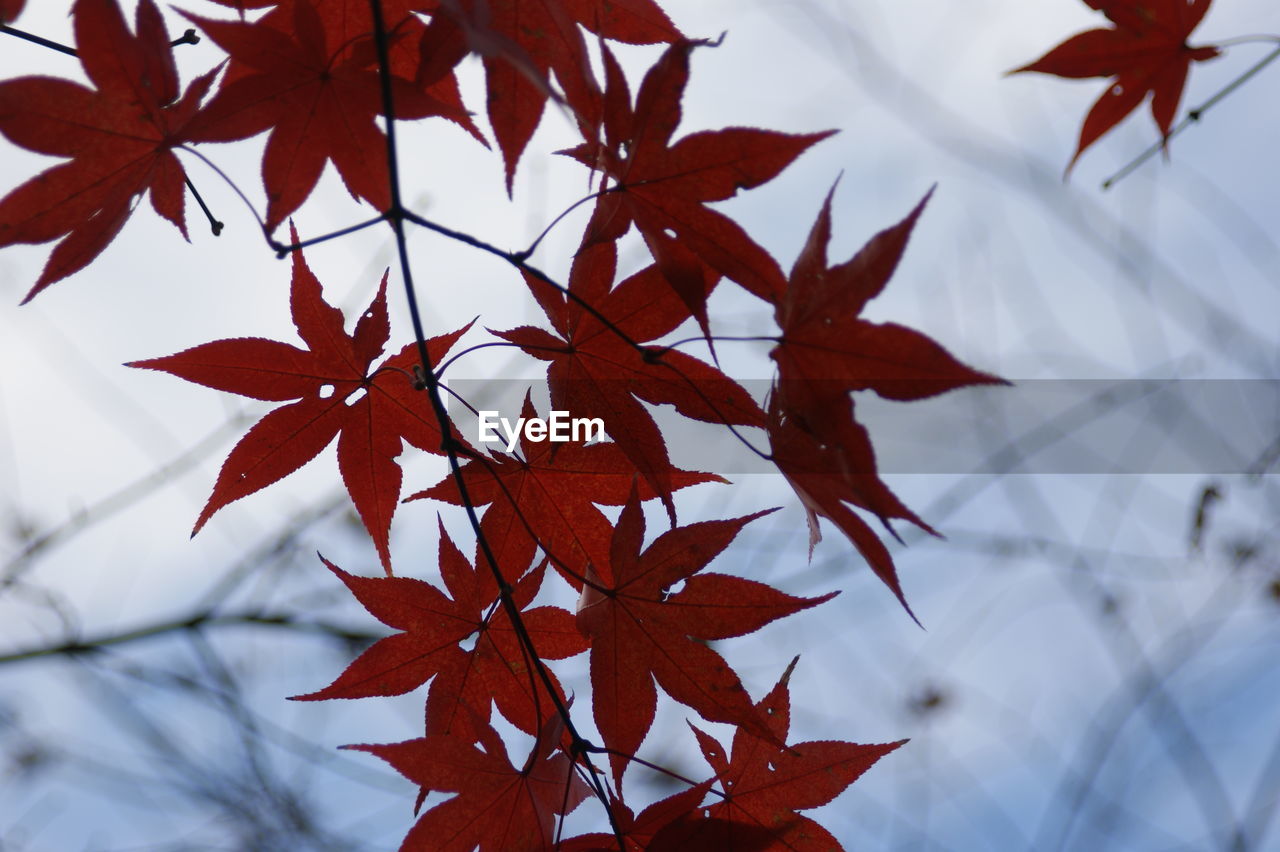 CLOSE-UP OF MAPLE LEAVES ON BRANCH