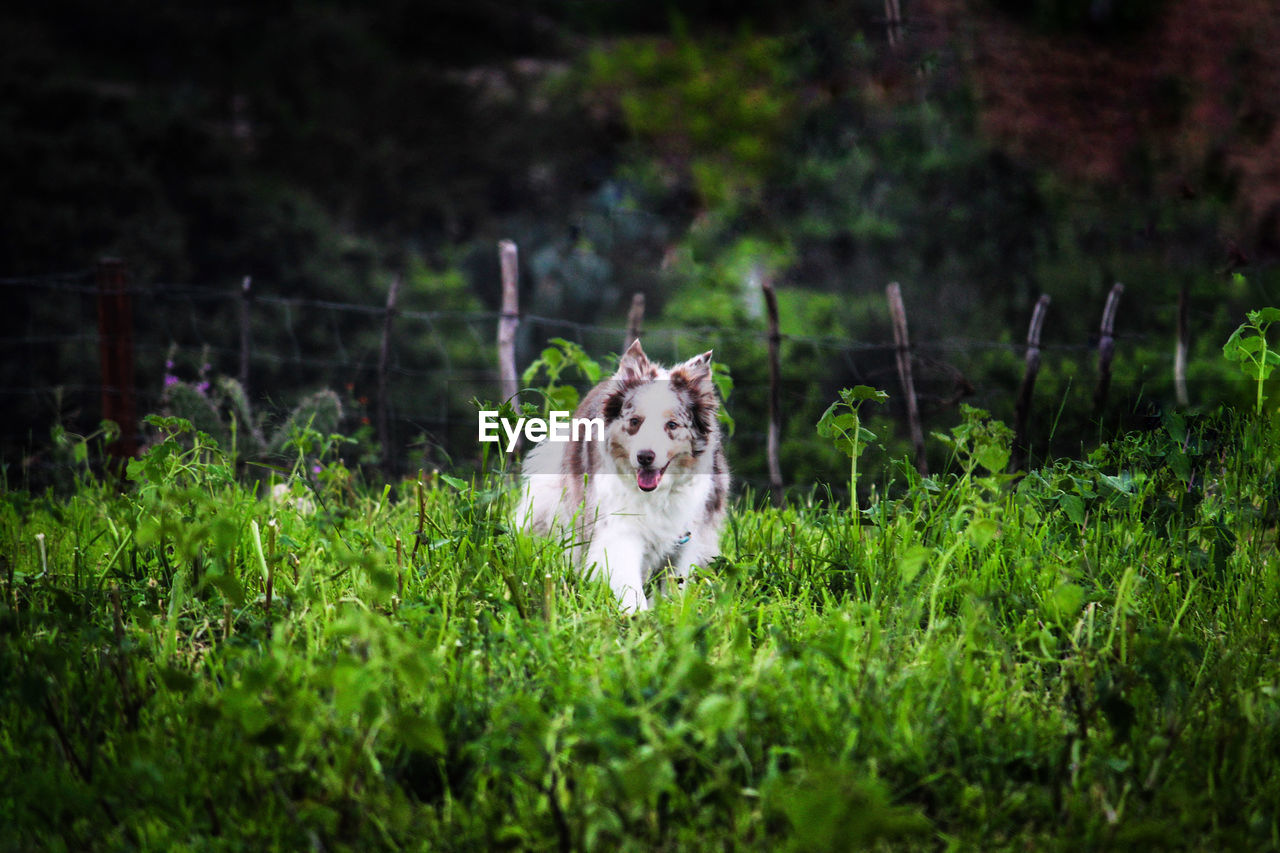 Dog running in a field