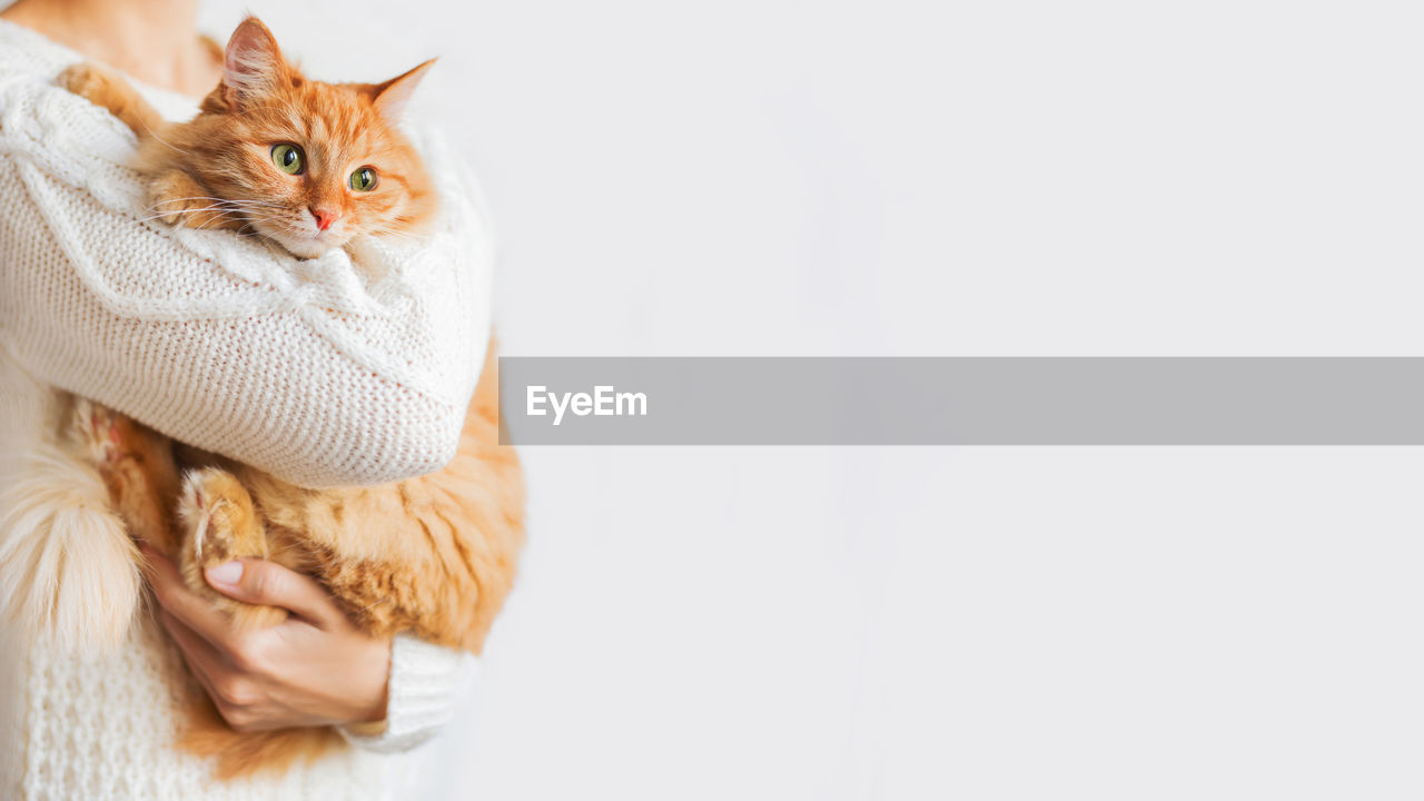 Woman in knitted sweater holding curious ginger cat. banner with copy space on white background.