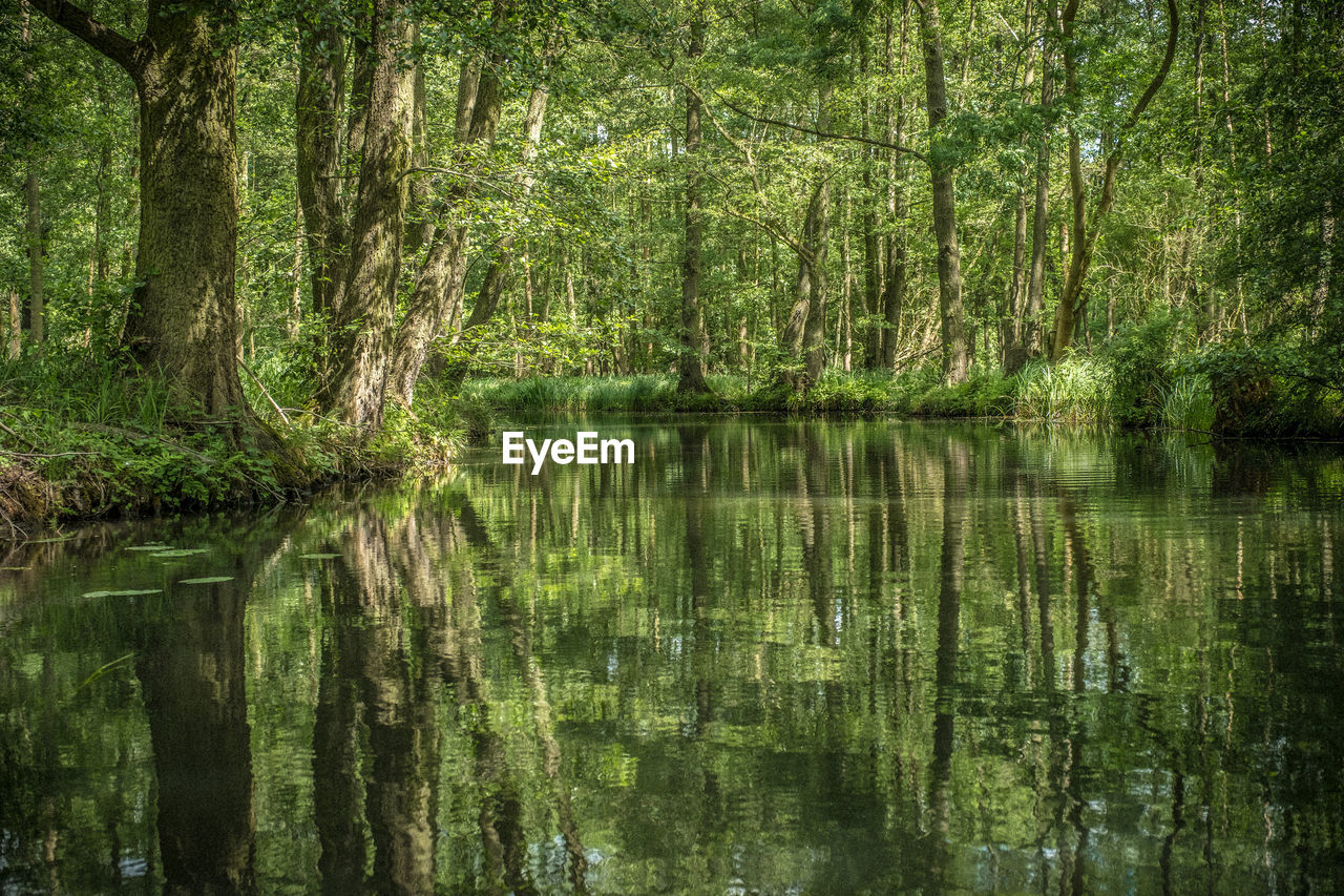 View of trees in lake