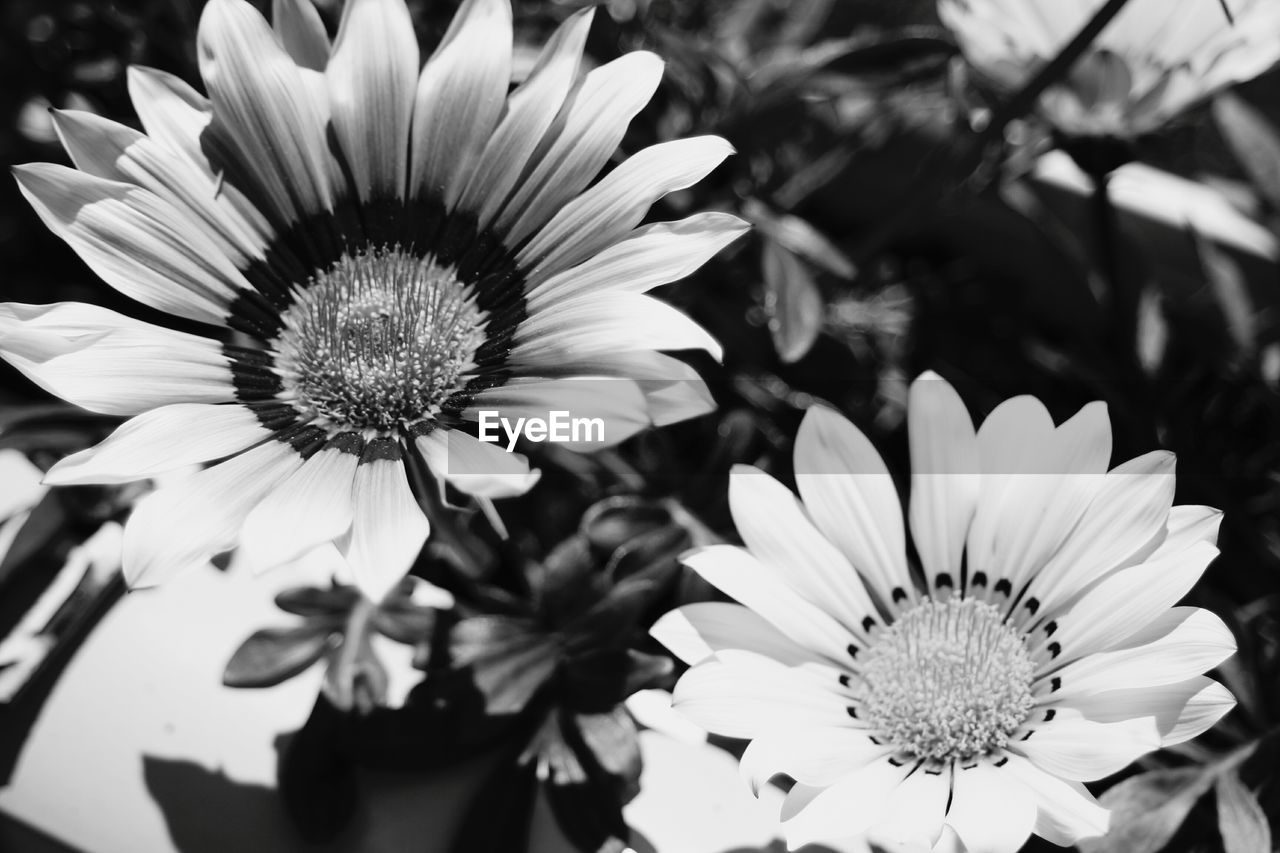 Close-up of flowers blooming outdoors