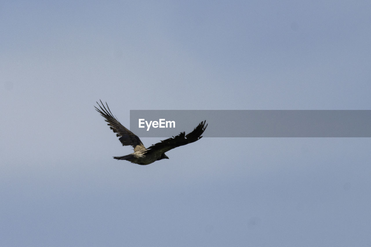 LOW ANGLE VIEW OF EAGLE FLYING AGAINST CLEAR SKY