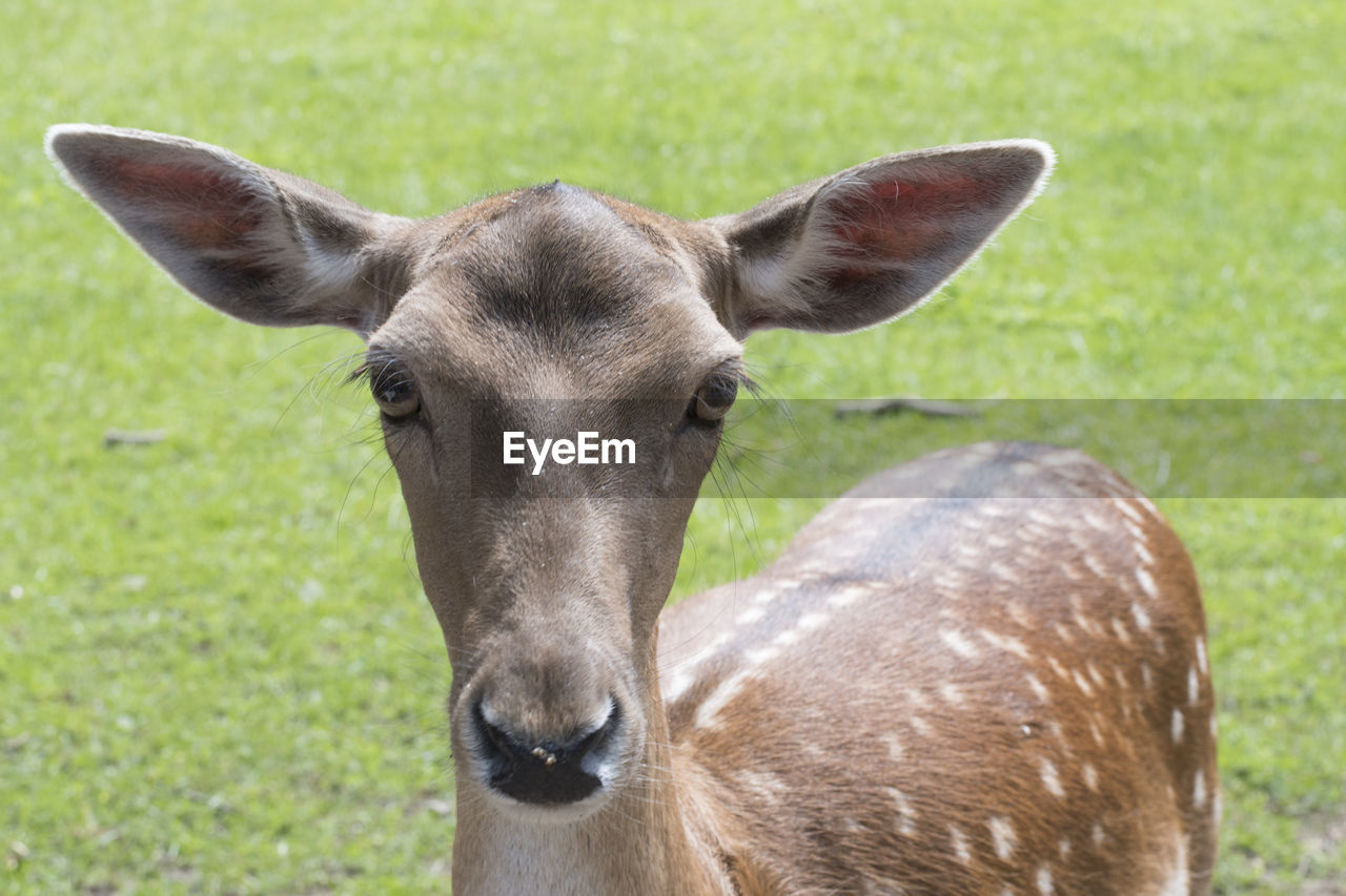 Close-up portrait of deer standing on field