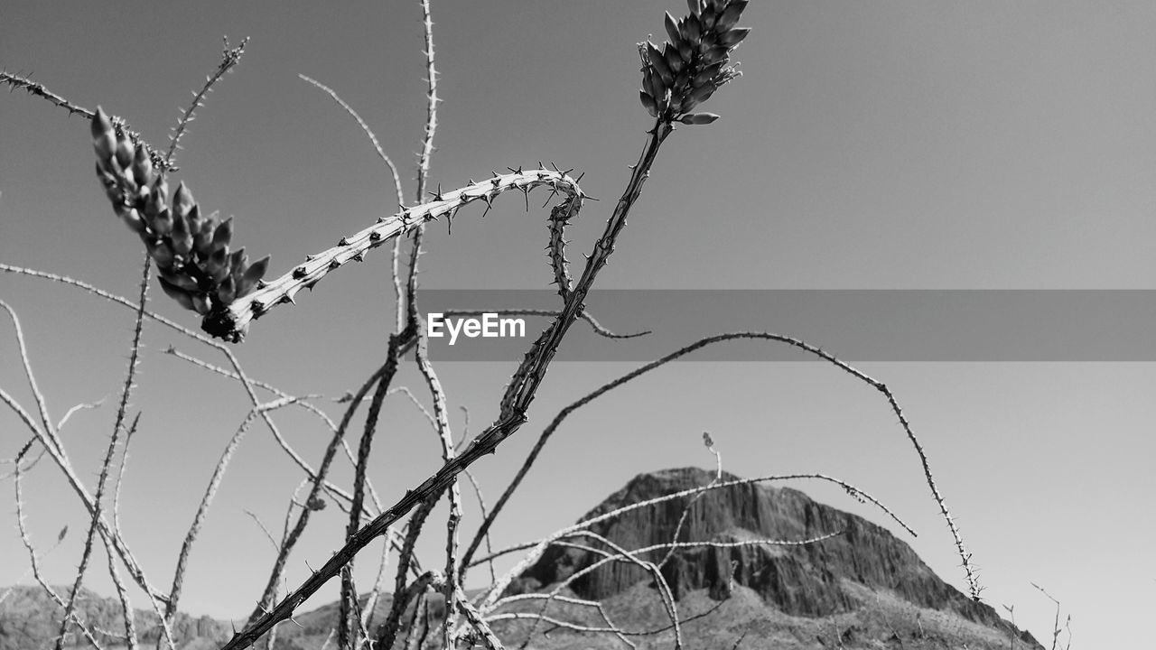 PLANTS AGAINST SKY