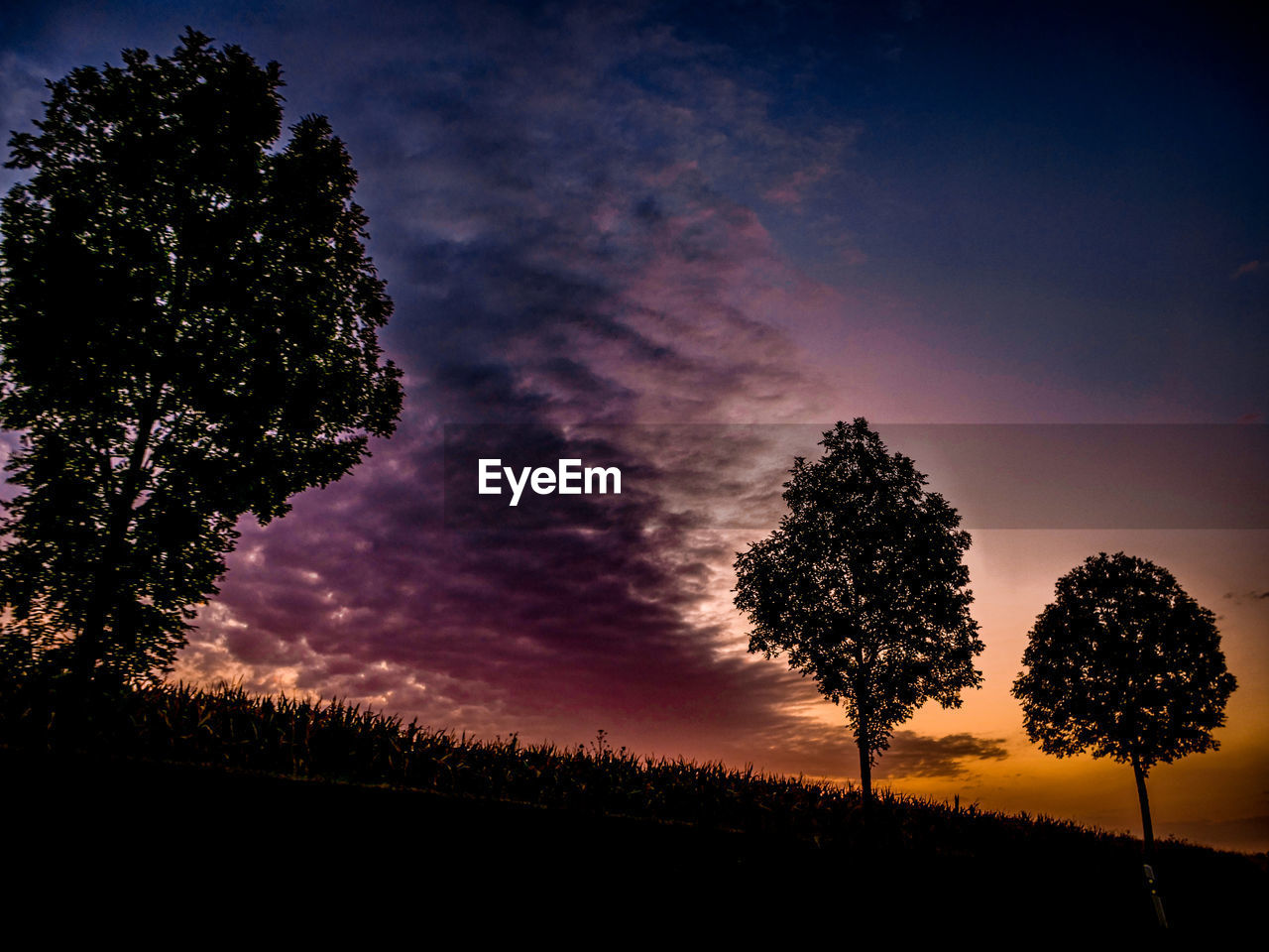 SILHOUETTE TREES ON FIELD AGAINST SKY