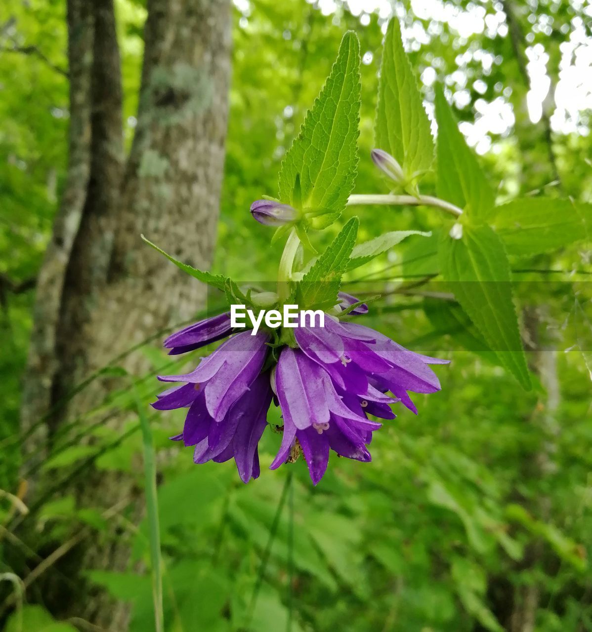 CLOSE-UP OF PURPLE FLOWERING PLANTS ON LAND