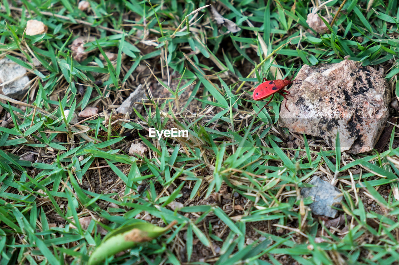 HIGH ANGLE VIEW OF CRAB ON GRASS