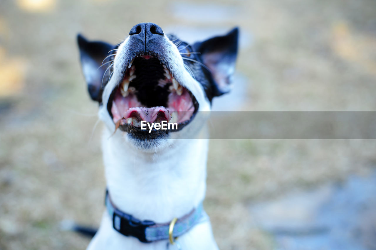 CLOSE-UP PORTRAIT OF DOG