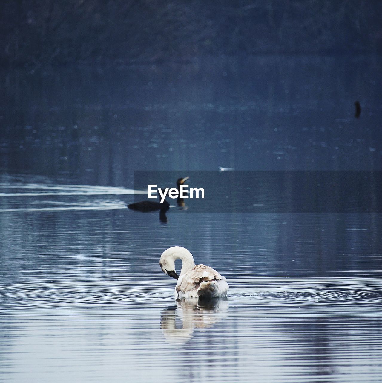 VIEW OF A DOG IN WATER