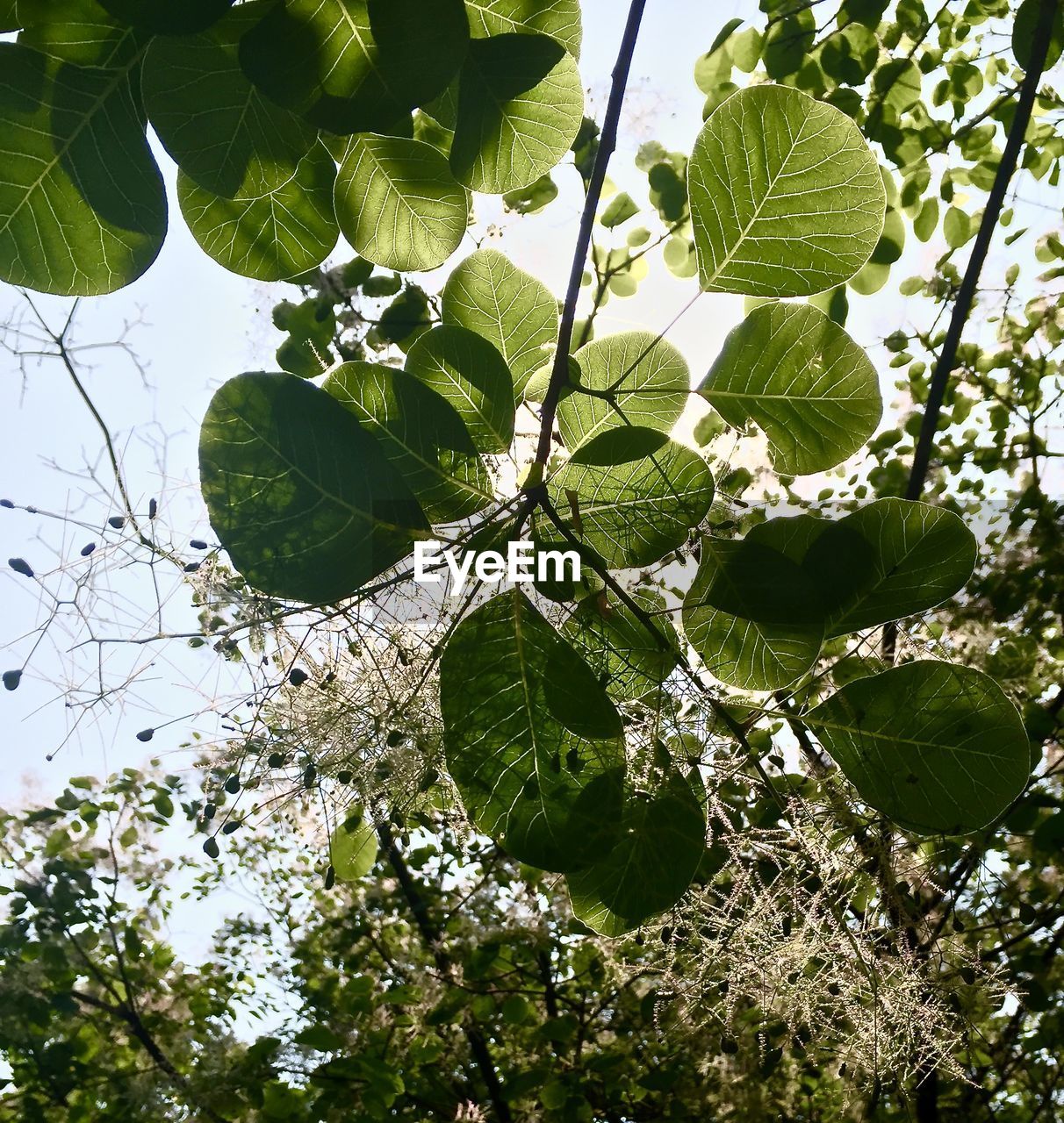 Low angle view of leaves