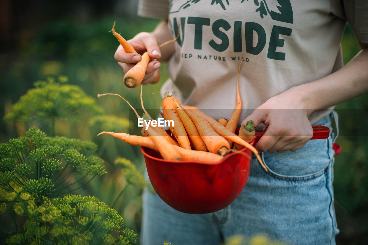 Woman holding organic carrots from backyard garden