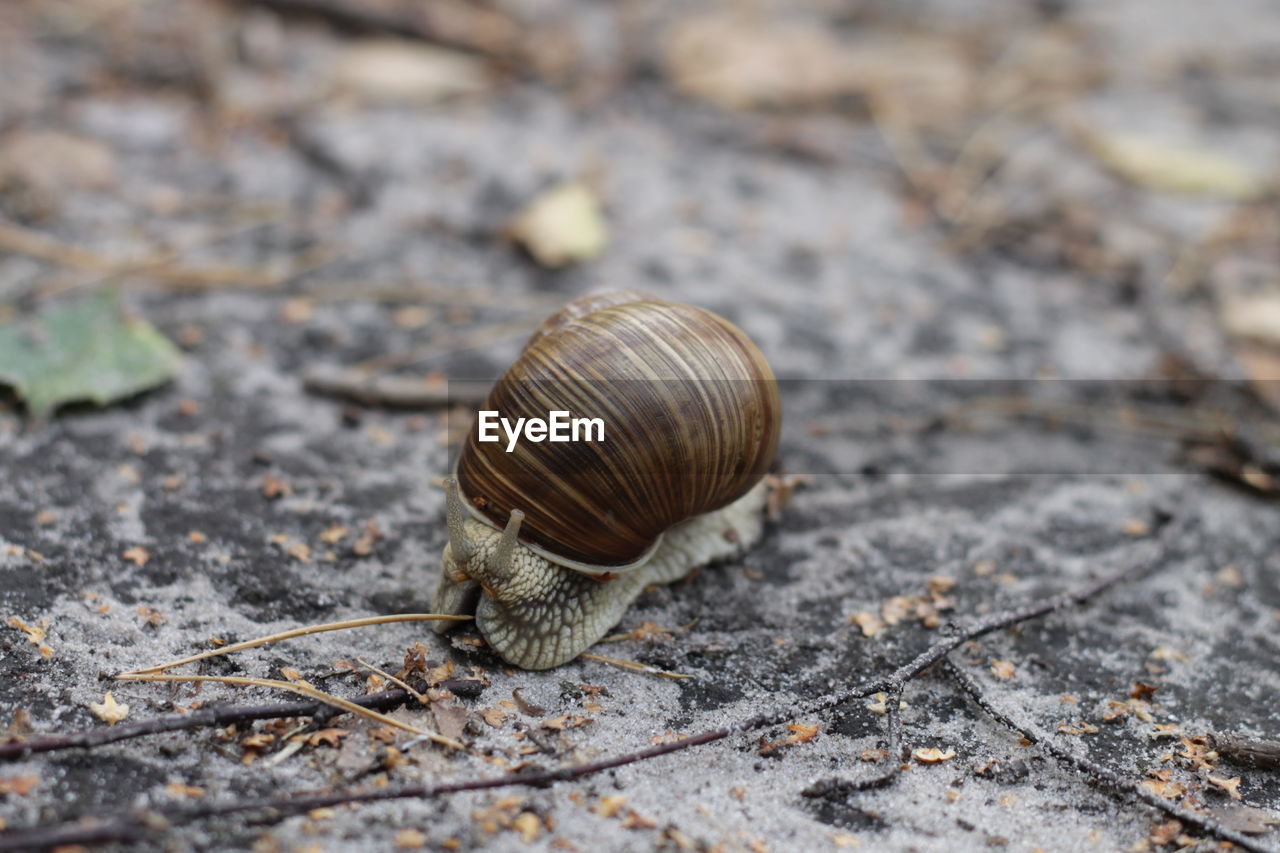 CLOSE-UP VIEW OF SNAIL ON GROUND