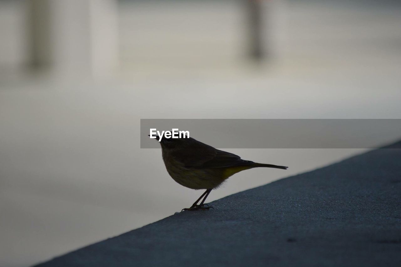 Close-up of bird perching on wall