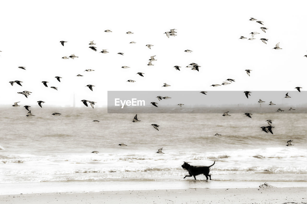 BIRDS FLYING OVER SEA AGAINST SKY