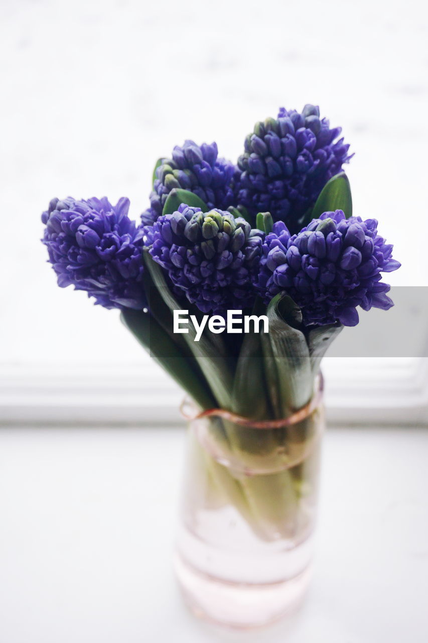 Close-up of blue hyacinth buds in vase on table