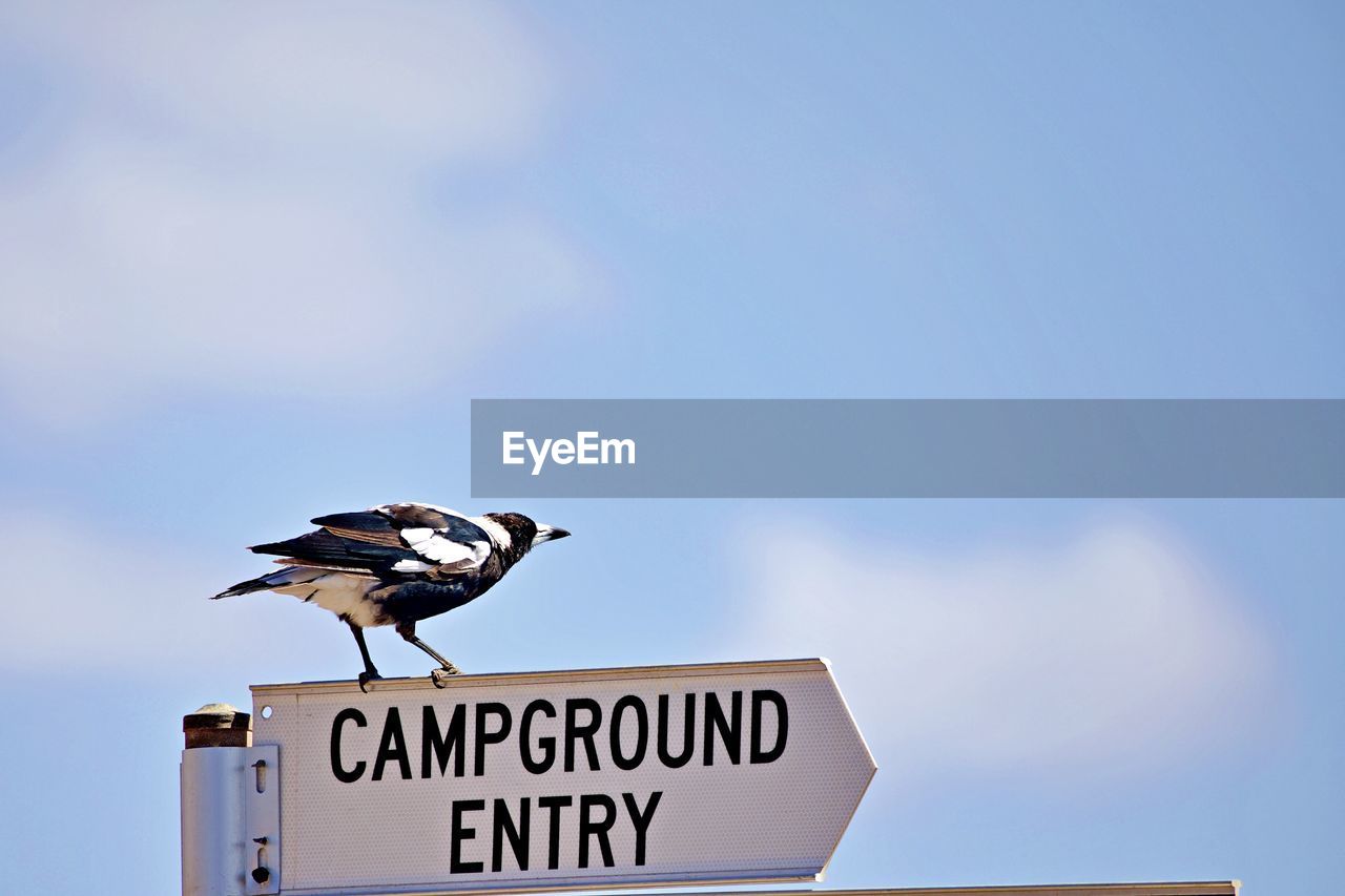 Low angle view of bird perching on sign board against sky