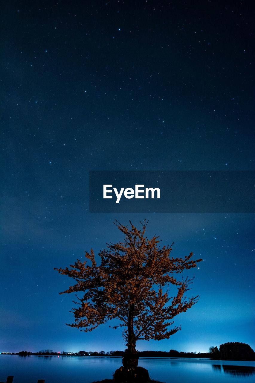 LOW ANGLE VIEW OF SILHOUETTE TREE AGAINST CLEAR SKY AT NIGHT