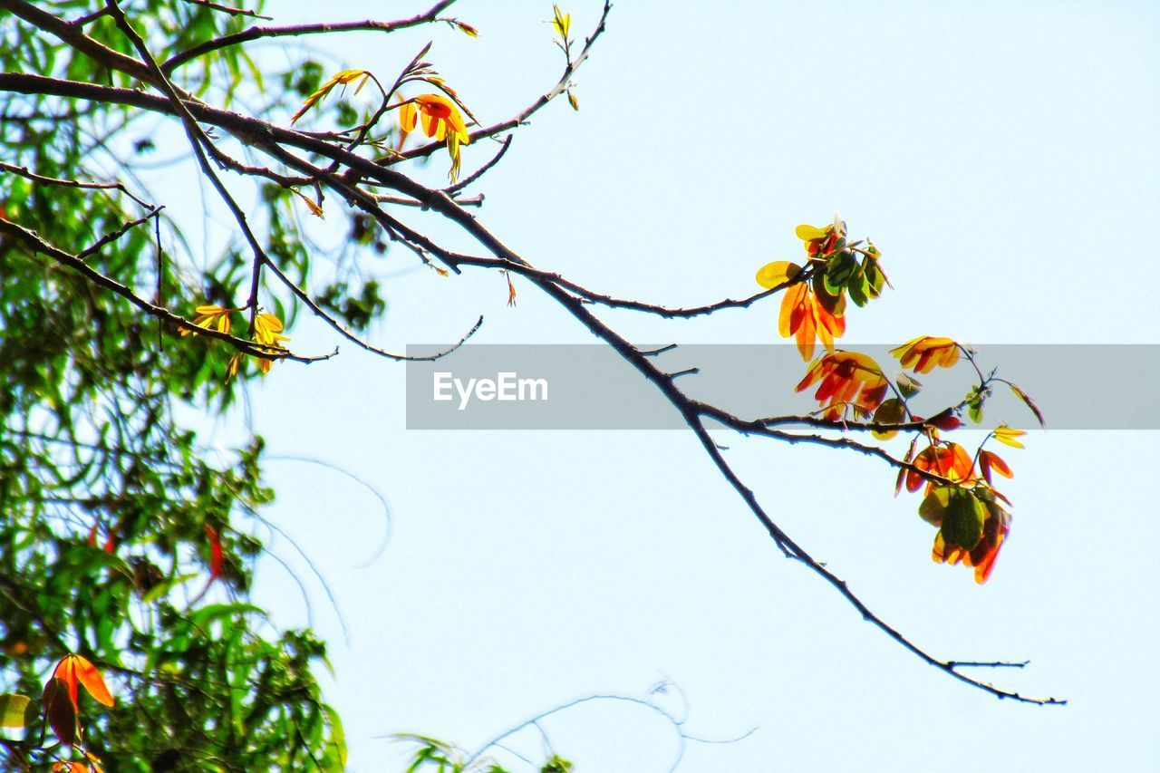 LOW ANGLE VIEW OF TREE AGAINST SKY
