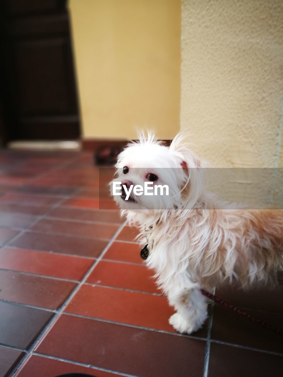 Side view portrait of dog standing at home