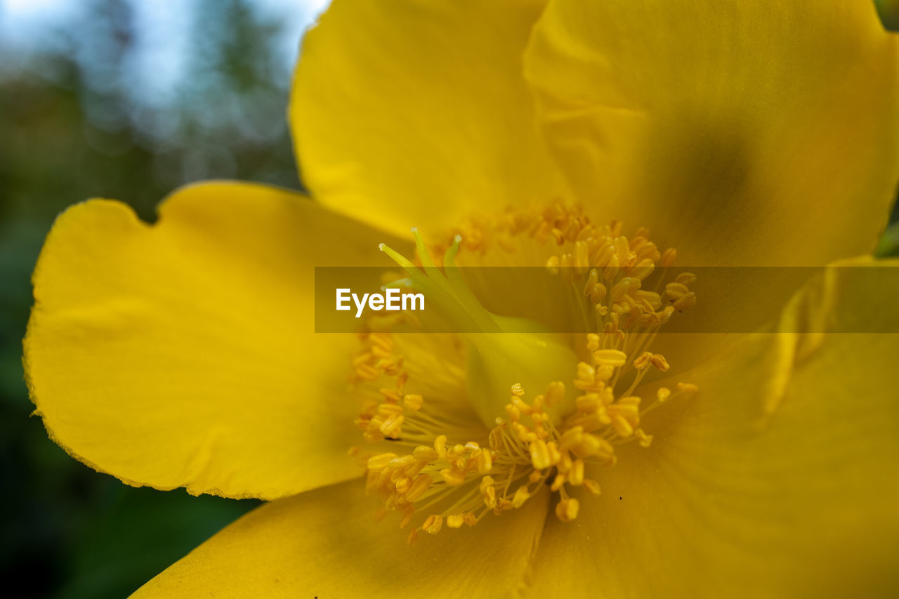 Close-up of yellow flowering plant