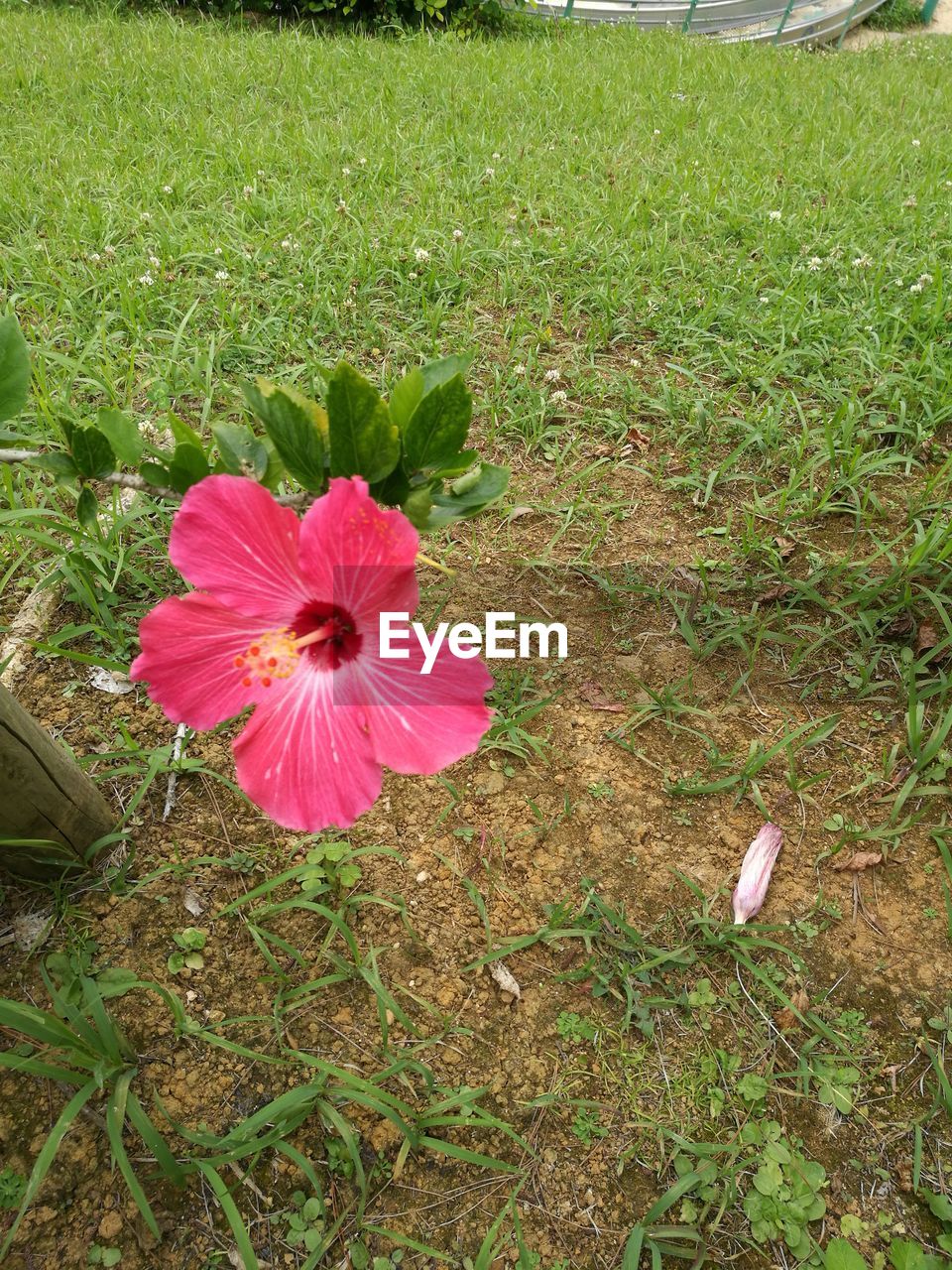 CLOSE-UP OF FLOWER BLOOMING IN FIELD