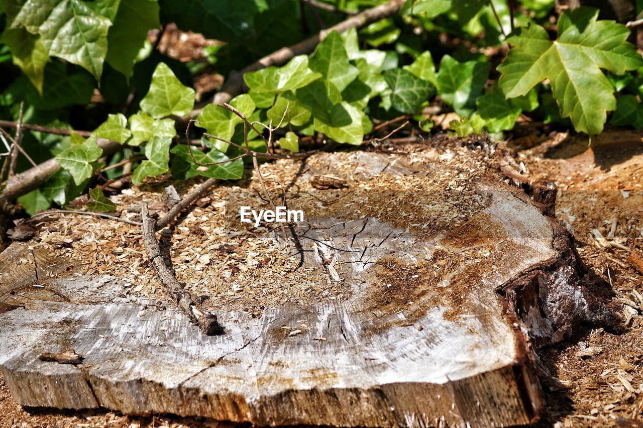 Close-up of tree stump amidst leaves
