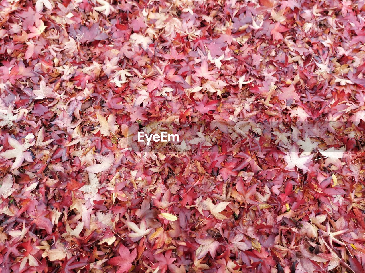 autumn, plant part, leaf, full frame, leaves, backgrounds, plant, abundance, day, dry, falling, no people, nature, beauty in nature, high angle view, petal, fragility, field, outdoors, flower, red, large group of objects, close-up, land, maple leaf, tree, natural condition, pattern, pink, orange color, directly above