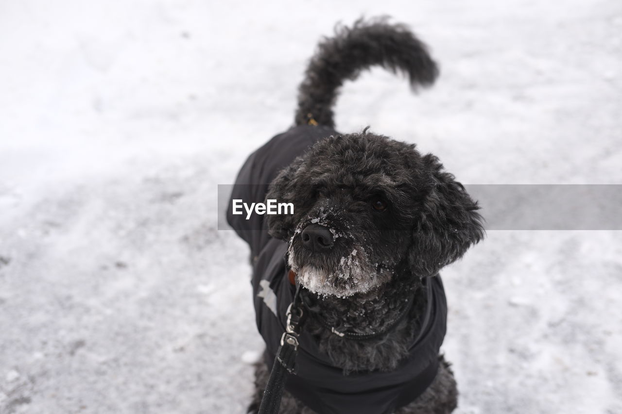 Close-up of dog standing on snow